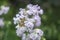 Common soapwort, bouncing-bet, crow soap, wild sweet William plant. Saponaria officinalis white flowers in summer garden