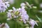 Common soapwort, bouncing-bet, crow soap, wild sweet William plant. Saponaria officinalis white flowers in summer garden