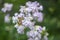 Common soapwort, bouncing-bet, crow soap, wild sweet William plant. Saponaria officinalis white flowers in summer garden