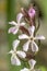 Common Soapwort flower
