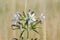 Common Soapwort flower head Saponaria officinalis
