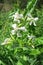 Common soapwort (Saponaria officinalis)