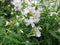 Common soapwort, Saponaria officinalis