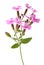 Common soapwort (Saponaria officinalis)