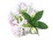 Common soapwort (Saponaria officinalis)