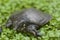 Common softshell turtle or asiatic softshell turtle