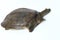Common softshell turtle or asiatic softshell turtle Amyda cartilaginea