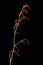 Common sorrel or garden sorrel (Rumex acetosa)