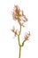 Common sorrel Rumex acetosa flower