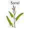 Common sorrel Rumex acetosa, garden plant