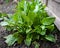 Common sorrel, Spinach Dock, Rumex acetosa, growing in garden