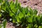 Common sorrel, Spinach Dock, Rumex acetosa, growing in garden