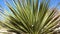 Common sotol, desert spoon Dasylirion wheeleri. Nature New Mexico