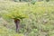 Common South African or Grassland Tree Fern, Cyathea dregei