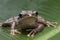 Common Southeast Asian Tree Frog