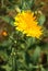 Common Sowthistle plant