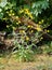 Common Sowthistle plant