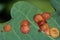 Common spangle gall (Neuroterus quercusbaccarum) on oak leaf