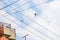 Common Sparrow bird takes a leap from the wire of electric pylon