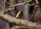 A common sparrow sits on a branch