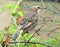 Common Sparrow in Summer Garden