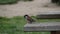 Common sparrow on wooden bench o gorrion comun sobre banco de madera