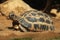 Common spider tortoise (Pyxis arachnoides arachnoides).