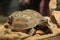 Common spider tortoise (Pyxis arachnoides arachnoides).