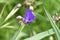 Common spiderwort flowers