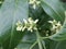 Common spindle (Euonymus europaeus)