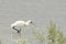 Common Spoonbill with fish - Platalea leucorodia