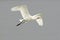 Common Spoonbill in flight - Platalea leucorodia