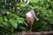 Common spoonbill perched atop a sturdy branch in a lush and verdant jungle setting