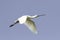 Common Spoonbill - Platalea leucorodia