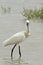 Common Spoonbill portrait - Platalea leucorodia