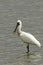 Common Spoonbill resting in water - Platalea leucorodia