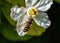 Common Spotted Eupeodes Female - Euphodes luniger Hoverfly in a Worcestershire Garden.