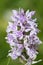 Common Spotted Orchid