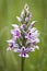 Common Spotted Orchid