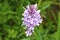 Common Spotted Orchid - Dachtyloriza Fuschii