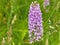 Common Spotted Orchid - Dachtyloriza Fuschii - In a British Wild Flower Meadow