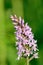 Common spotted orchid dactylorhiza fuchsii