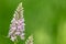Common spotted orchid dactylorhiza fuchsii flower