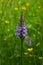 Common Spotted Orchid - Dactylorhiza fuchsii, Shotesham, Norfolk, England, UK