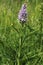 Common Spotted Orchid - Dactylorhiza fushsii