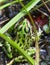 Common spotty green Northern leopard frog.