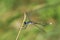 Common spreadwing damselfly