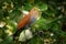 Common Squirrel-cuckoo - Piaya cayana  large cuckoo found in woods from Mexico to northern Argentina and Uruguay. Mexican squirrel