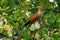Common Squirrel-cuckoo - Piaya cayana  large cuckoo found in woods from Mexico to northern Argentina and Uruguay. Mexican squirrel