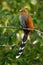 Common Squirrel-cuckoo - Piaya cayana  large cuckoo found in woods from Mexico to northern Argentina and Uruguay. Mexican squirrel